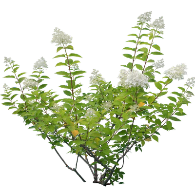 flowers 027 — Descargar