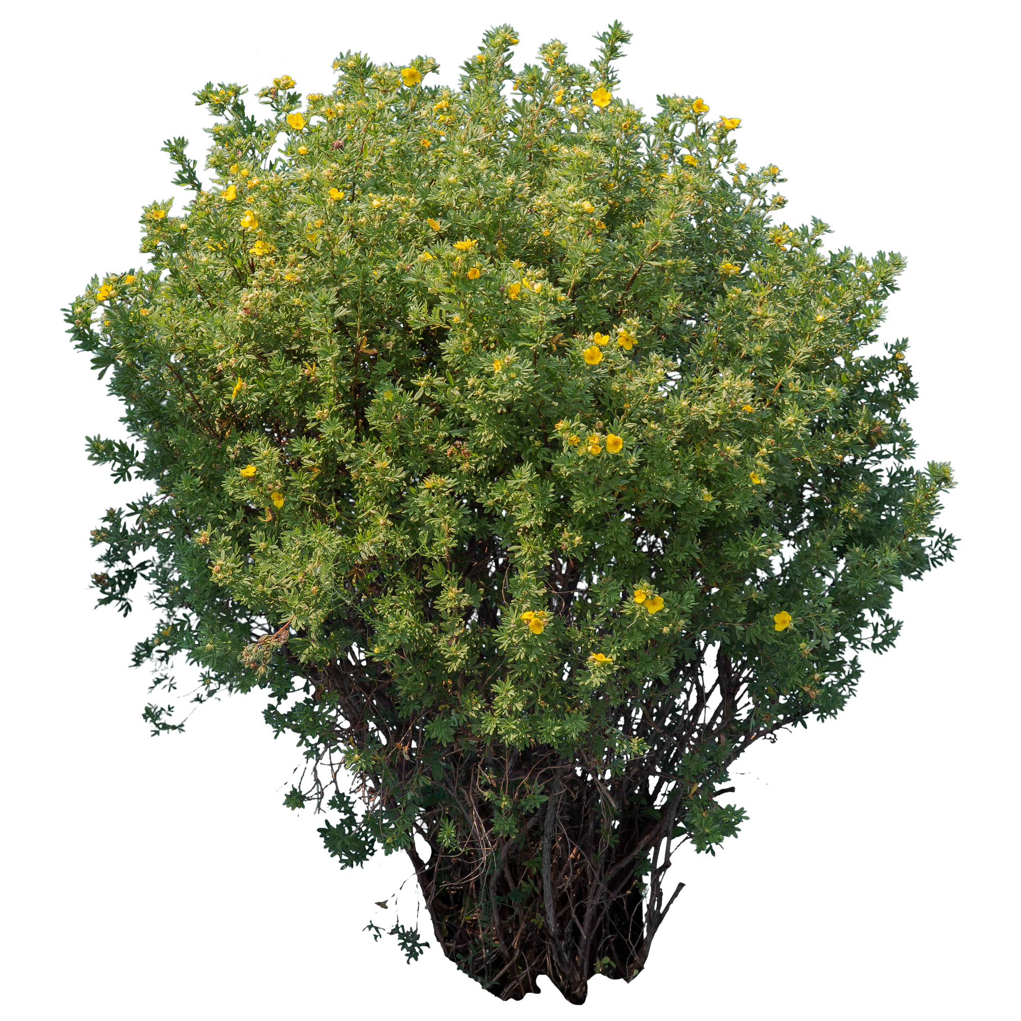flowers 028 — Descargar