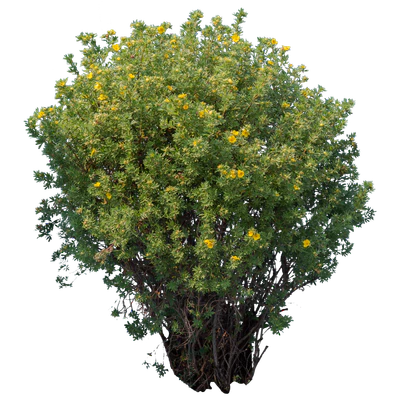 flowers 028 — Descargar