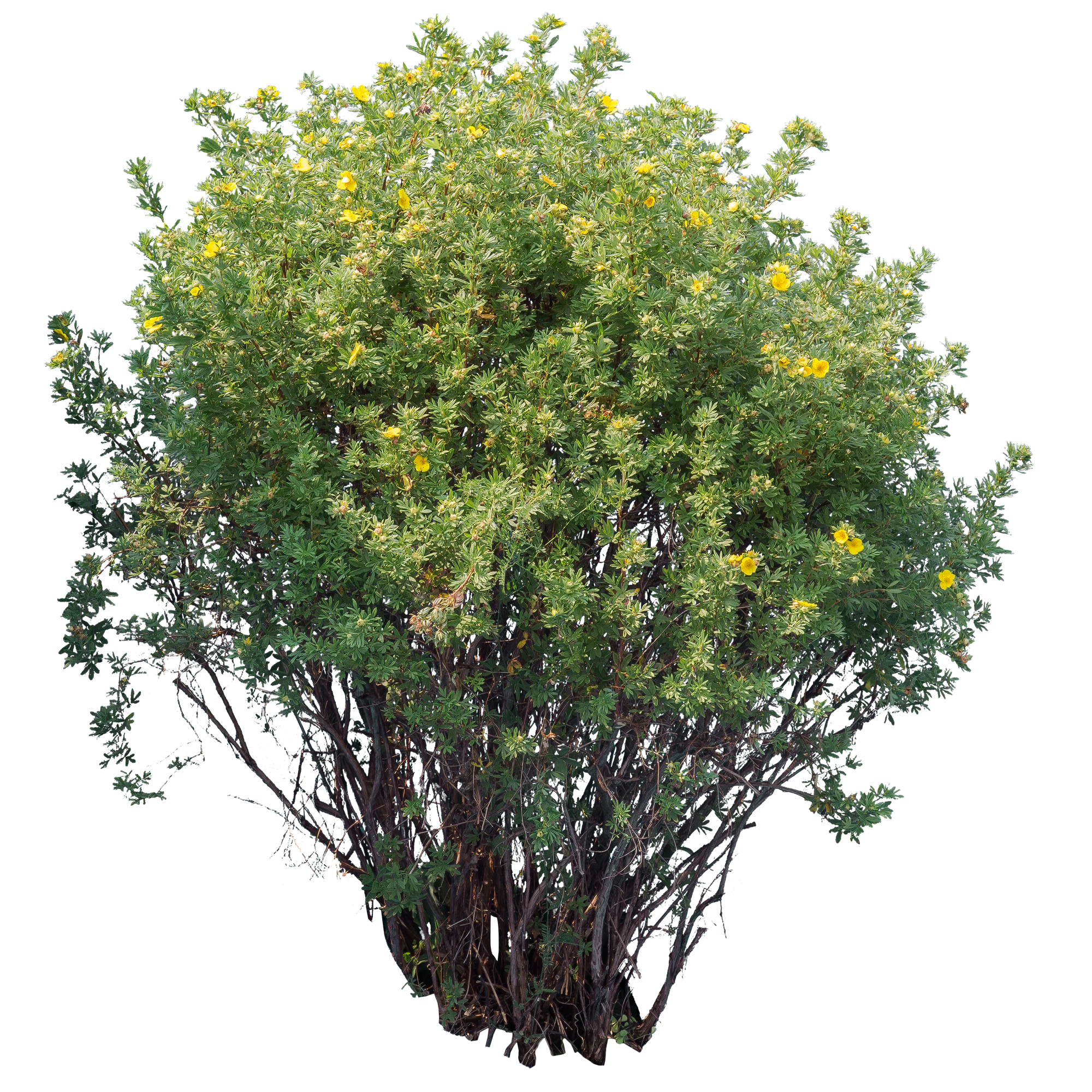flowers 029 — Descargar