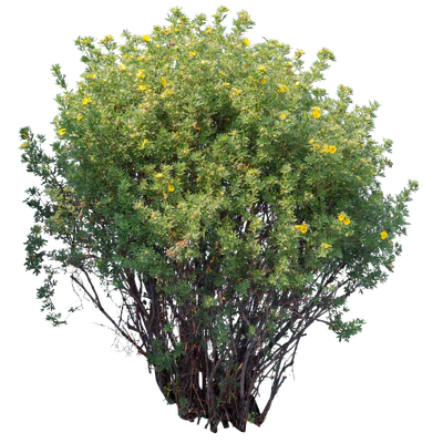 flowers 029 — Descargar