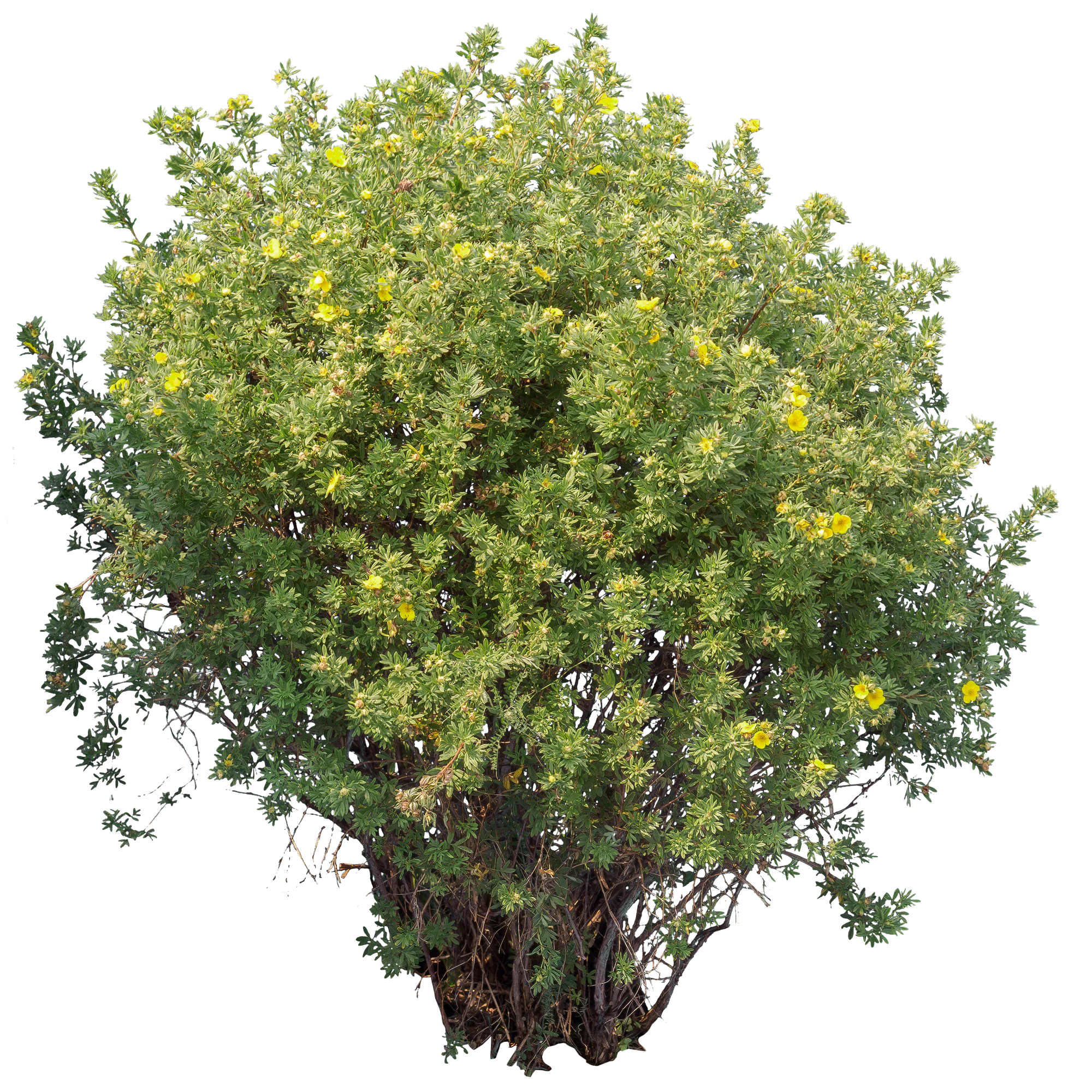 flowers 030 — Descargar