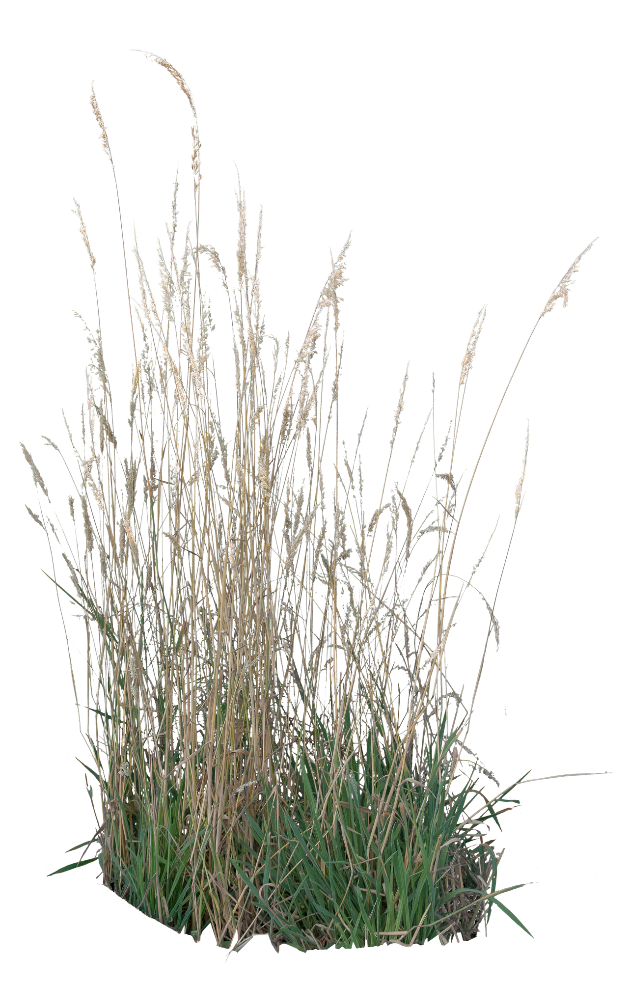 grasses 001 — Скачать
