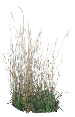 grasses 001 — Скачать