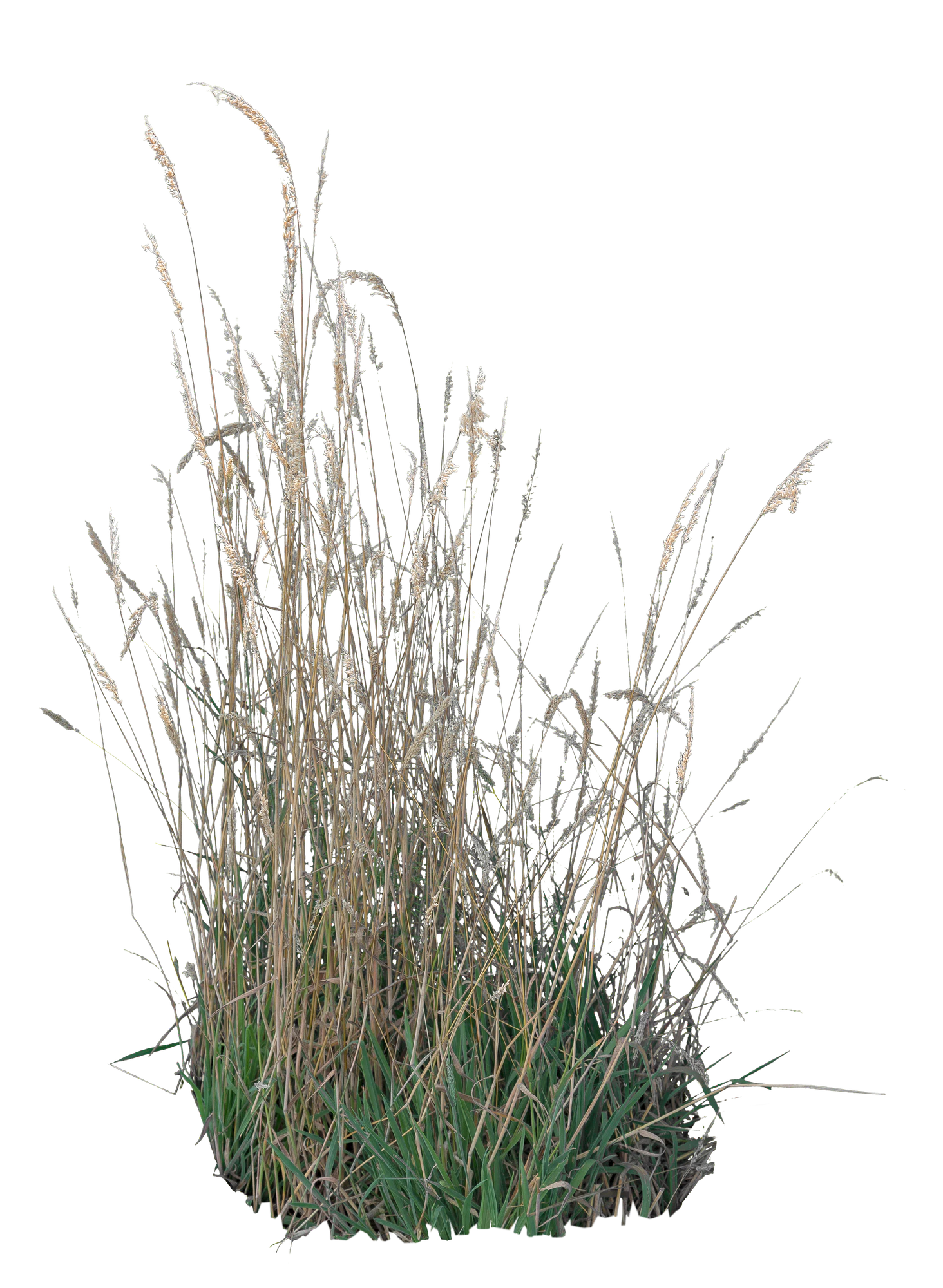 grasses 002 — Скачать