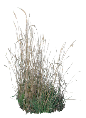 grasses 002 — Скачать
