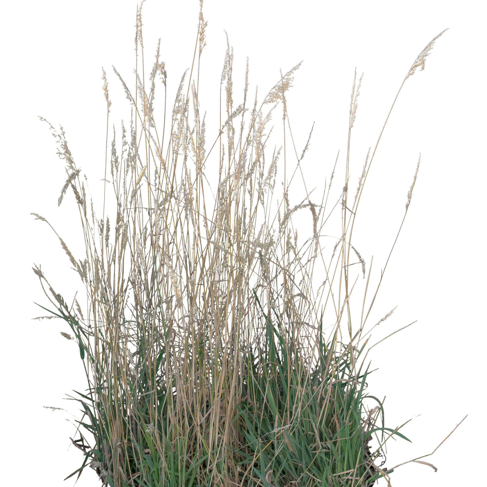 grasses 003 — Descargar