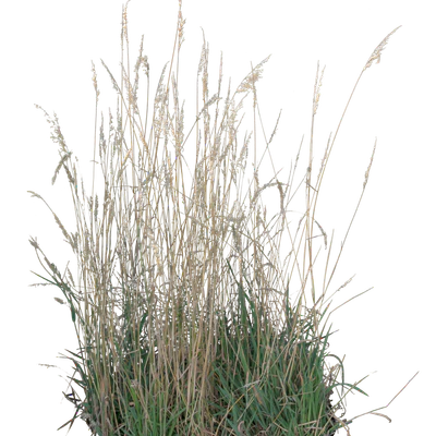 grasses 003 — Descargar