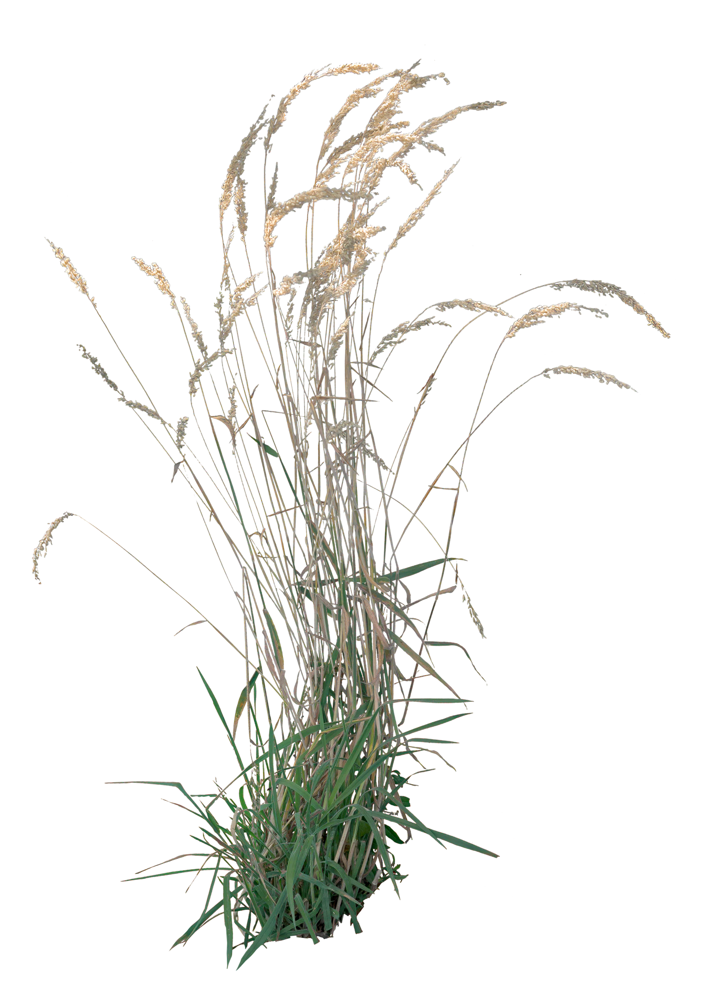grasses 004 — Download