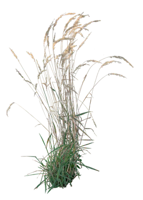 grasses 004 — Download