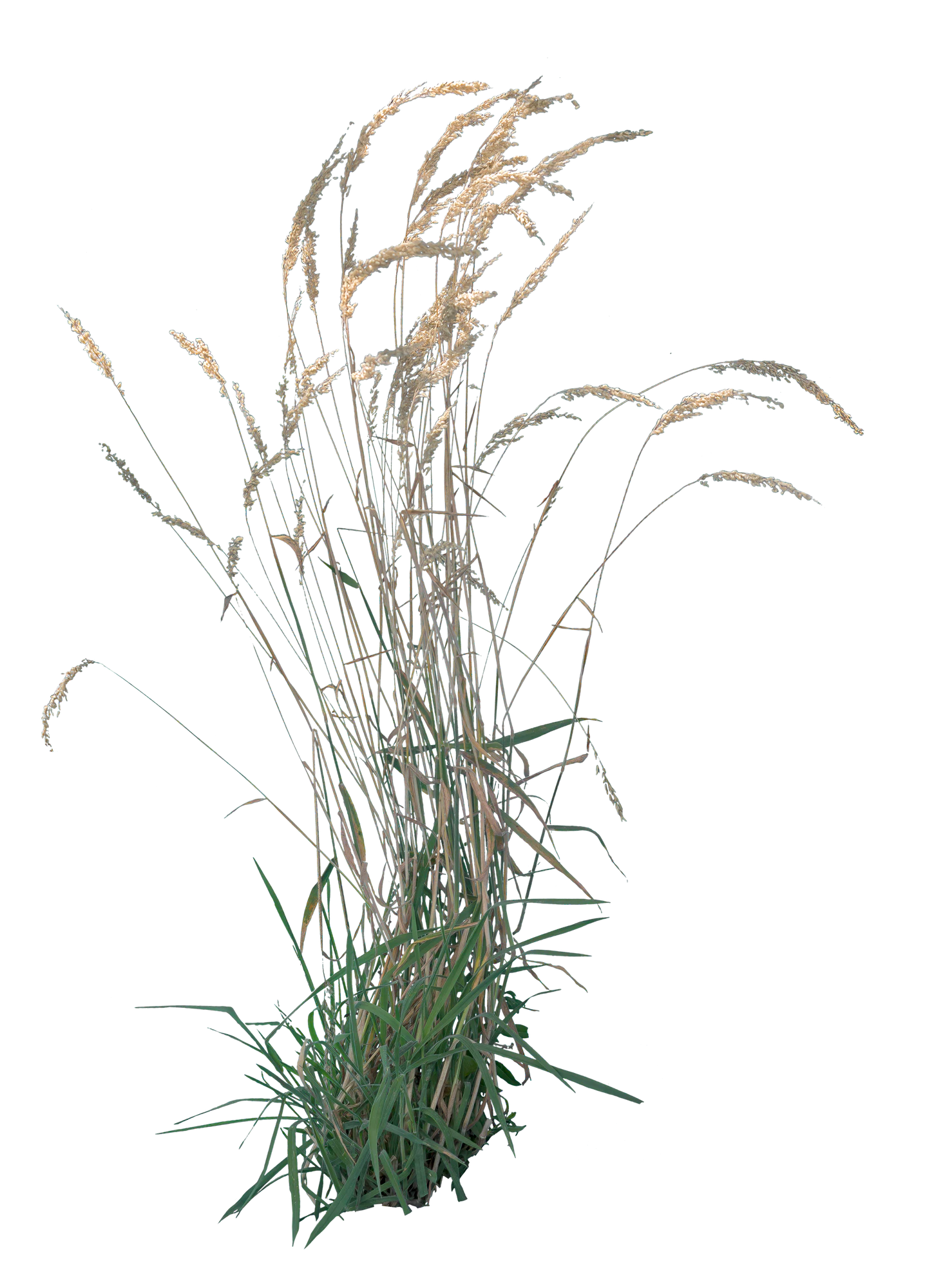 grasses 005 — Download