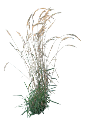 grasses 005 — Download