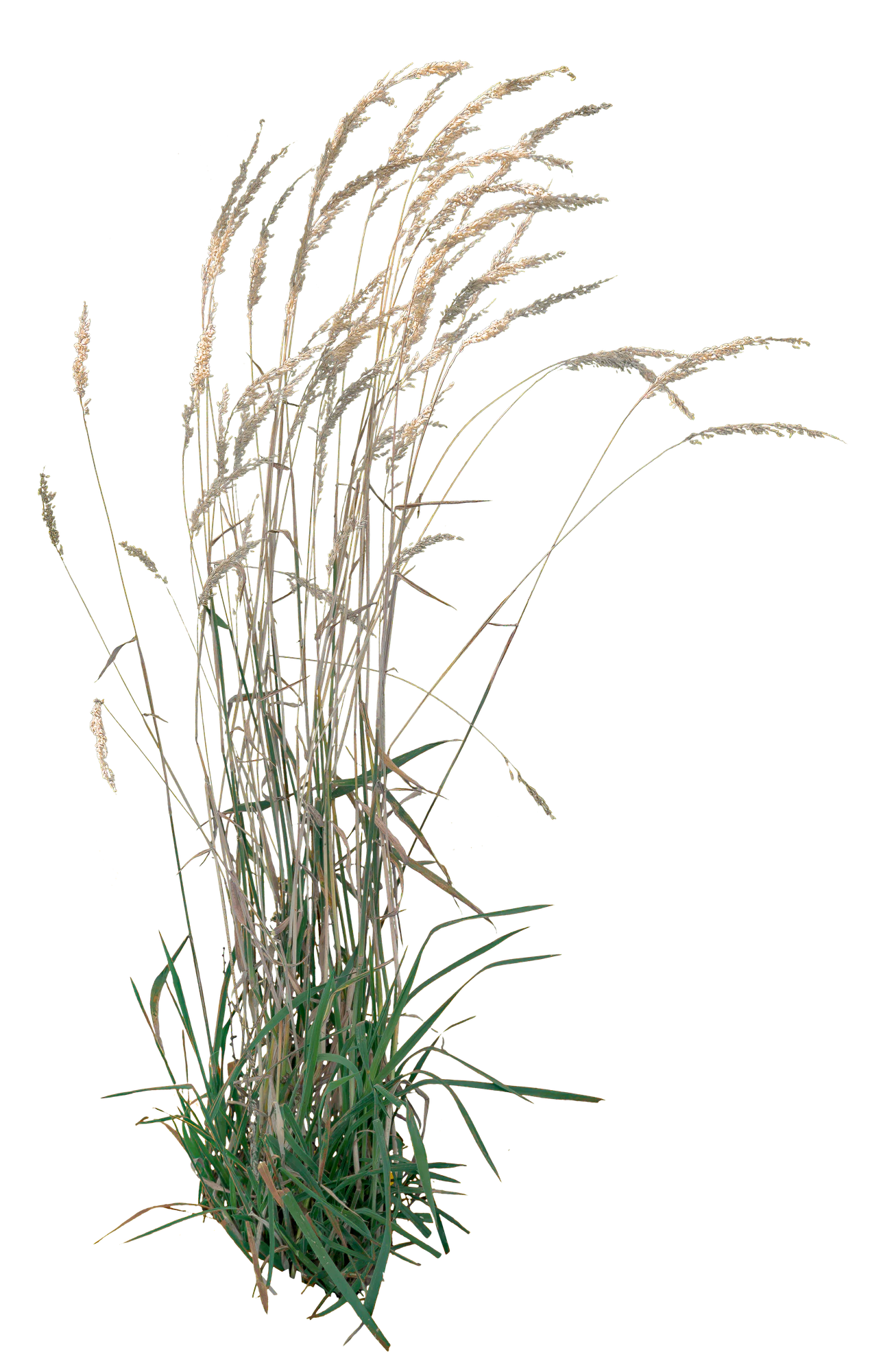 grasses 006 — Скачать