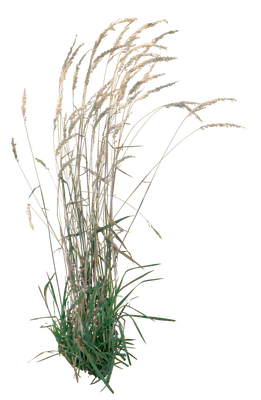 grasses 006 — Скачать