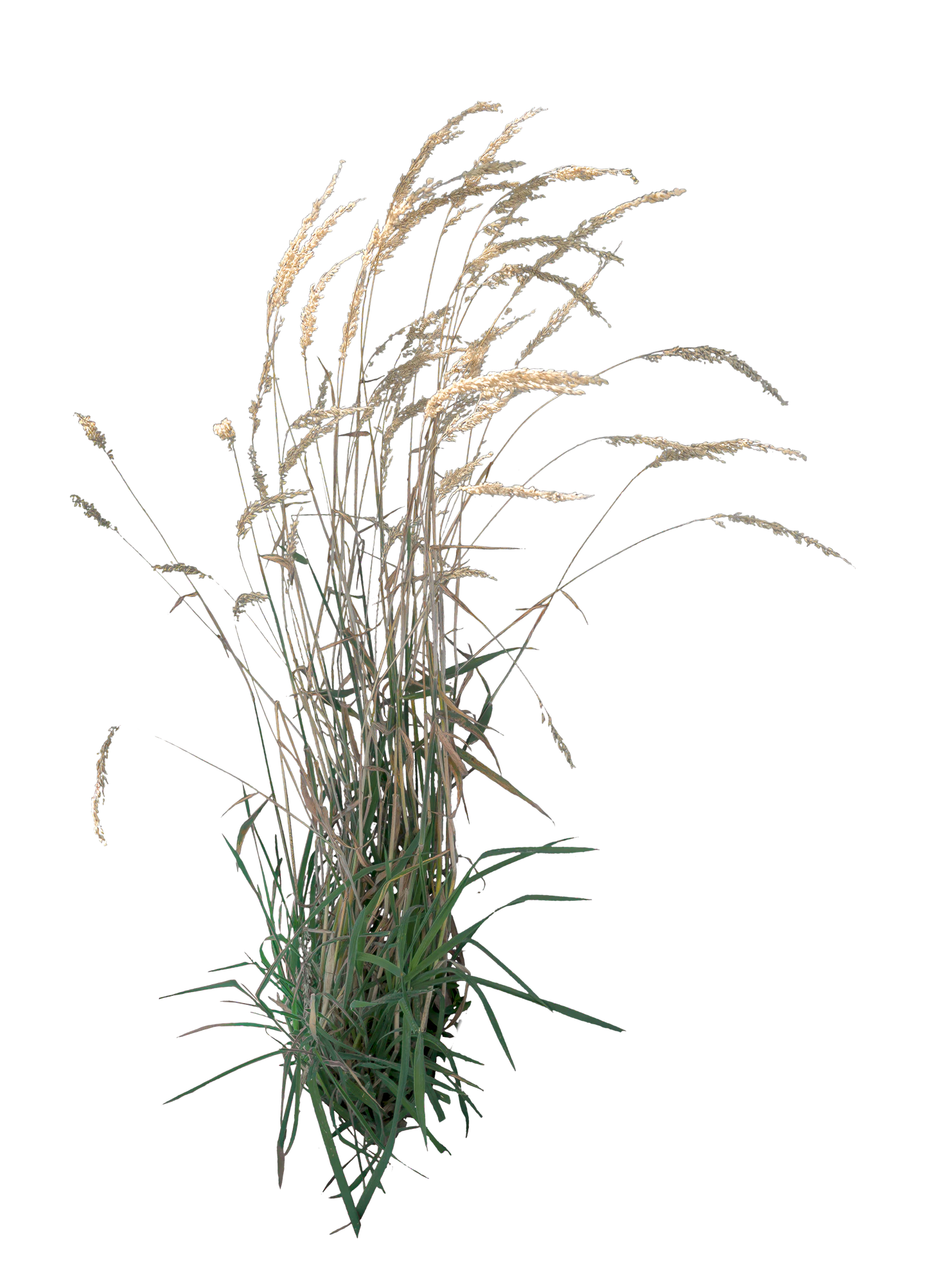 grasses 007 — Descargar