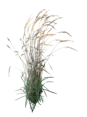 grasses 007 — Descargar