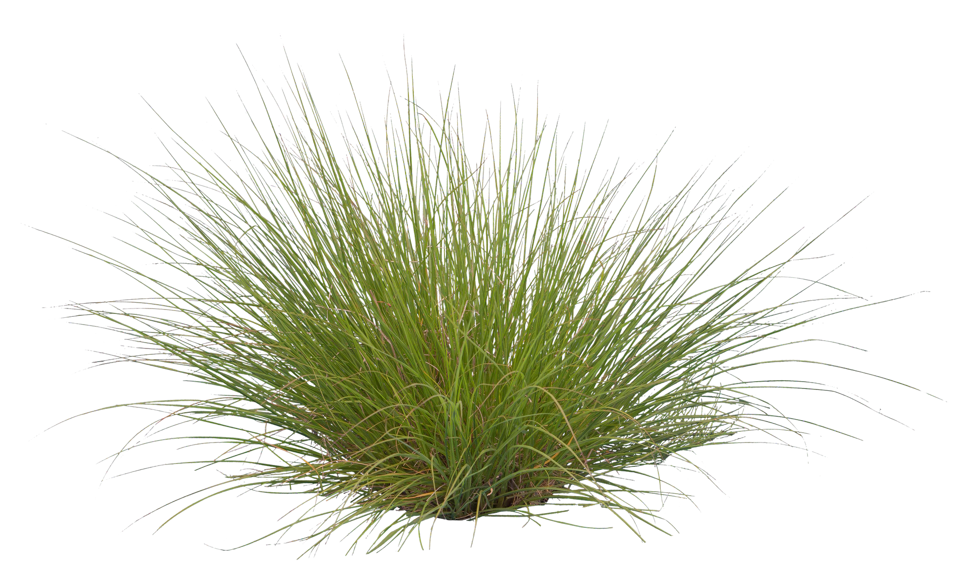 grasses 008 — Скачать