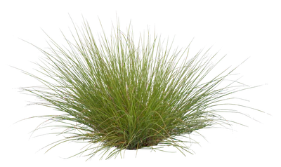 grasses 008 — Скачать