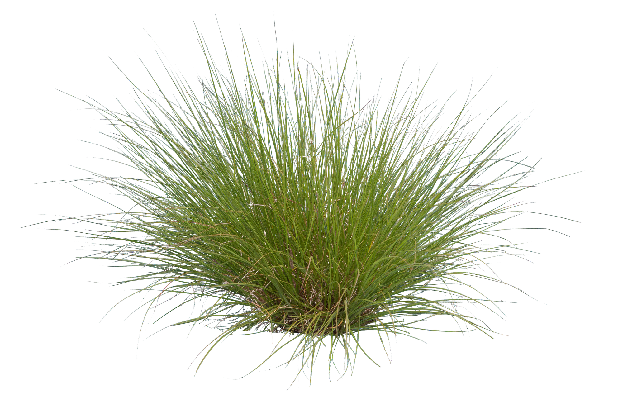 grasses 009 — Скачать