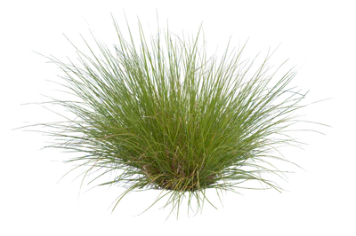 grasses 009 — Скачать