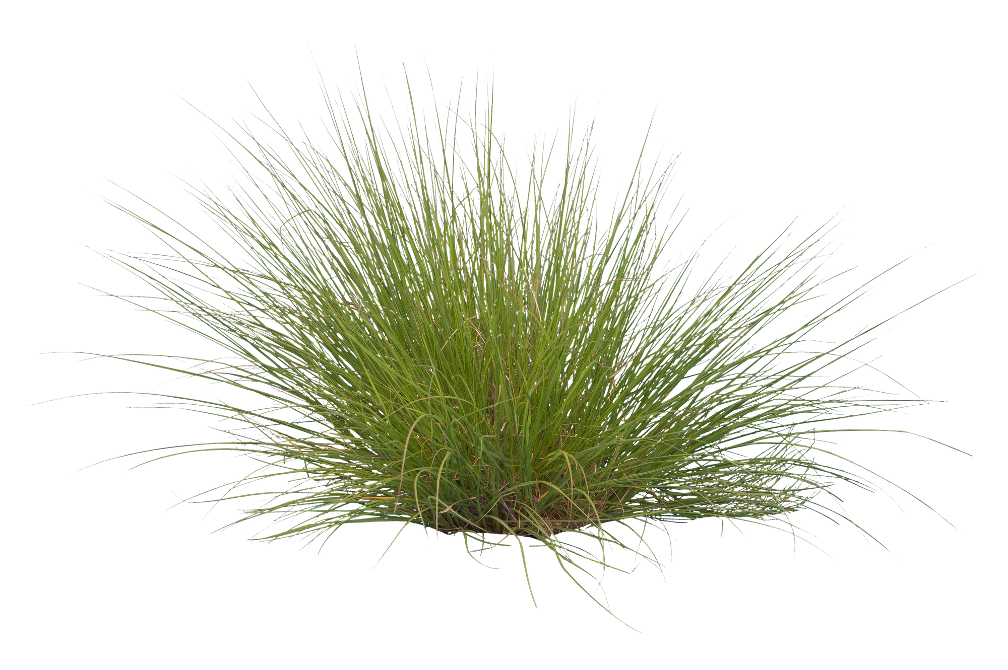grasses 010 — Descargar
