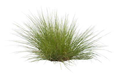 grasses 010 — Descargar
