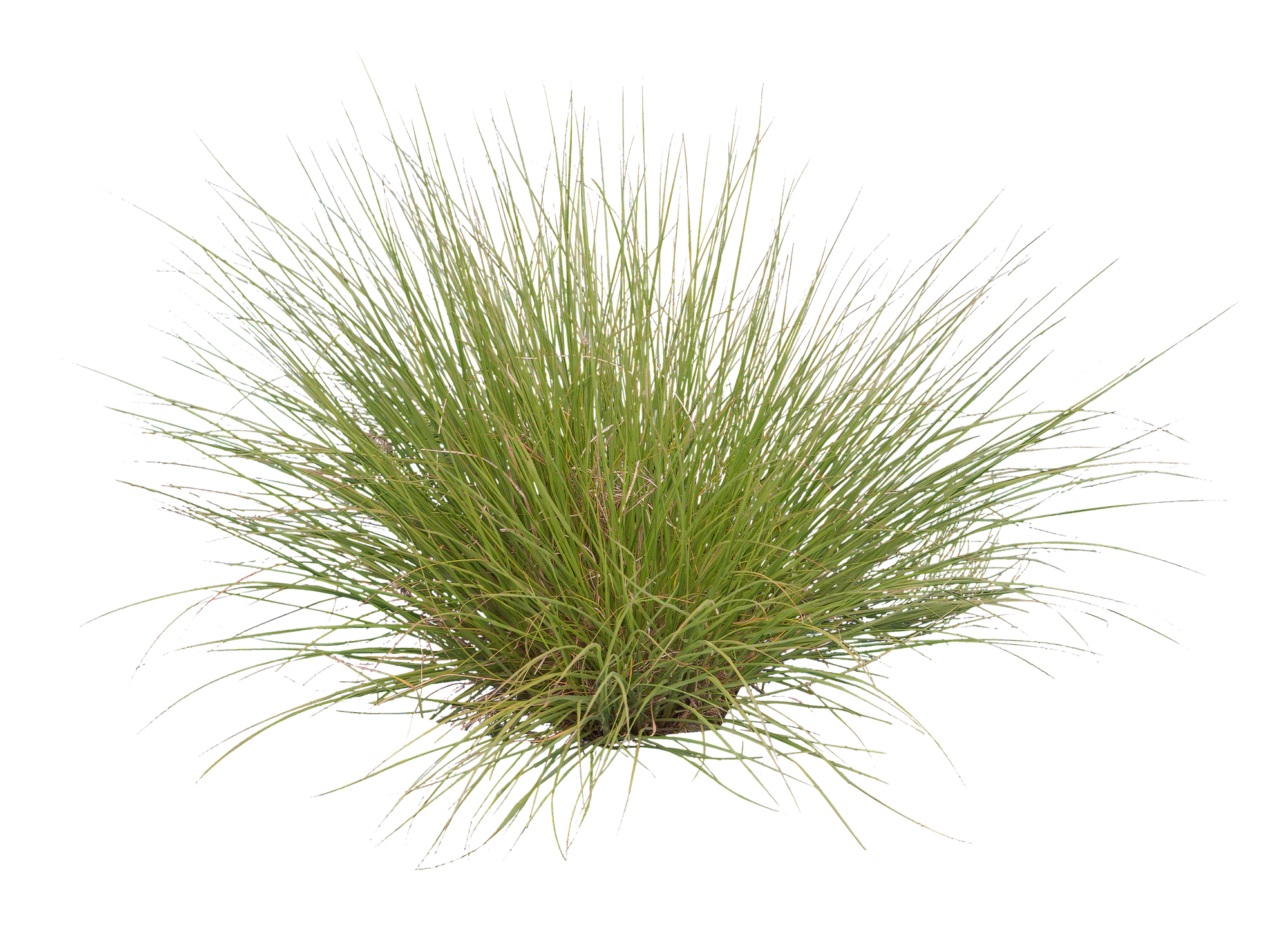 grasses 011 — Скачать