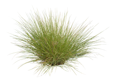 grasses 011 — Скачать
