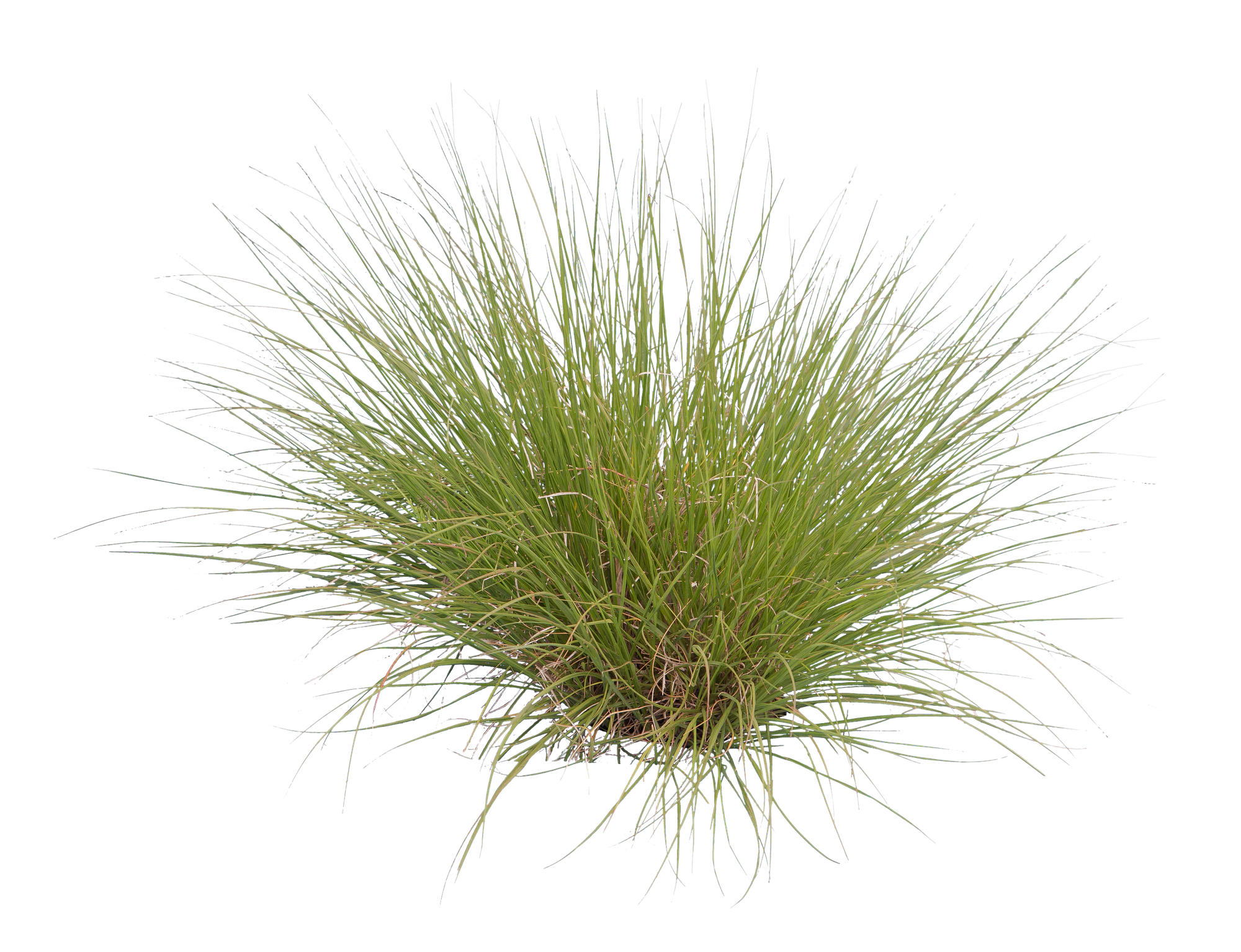 grasses 012 — Descargar