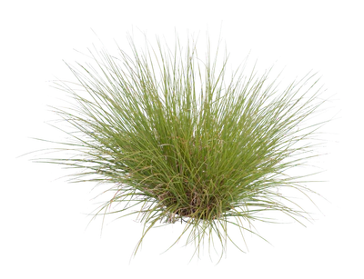 grasses 012 — Descargar