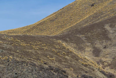 bald brown hills 002 — Скачать