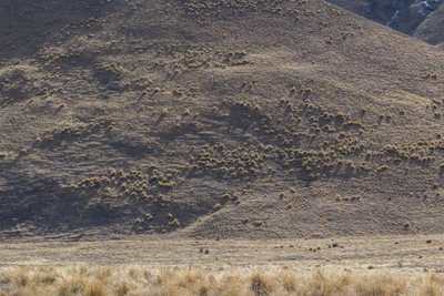 bald brown hills 022 — Скачать