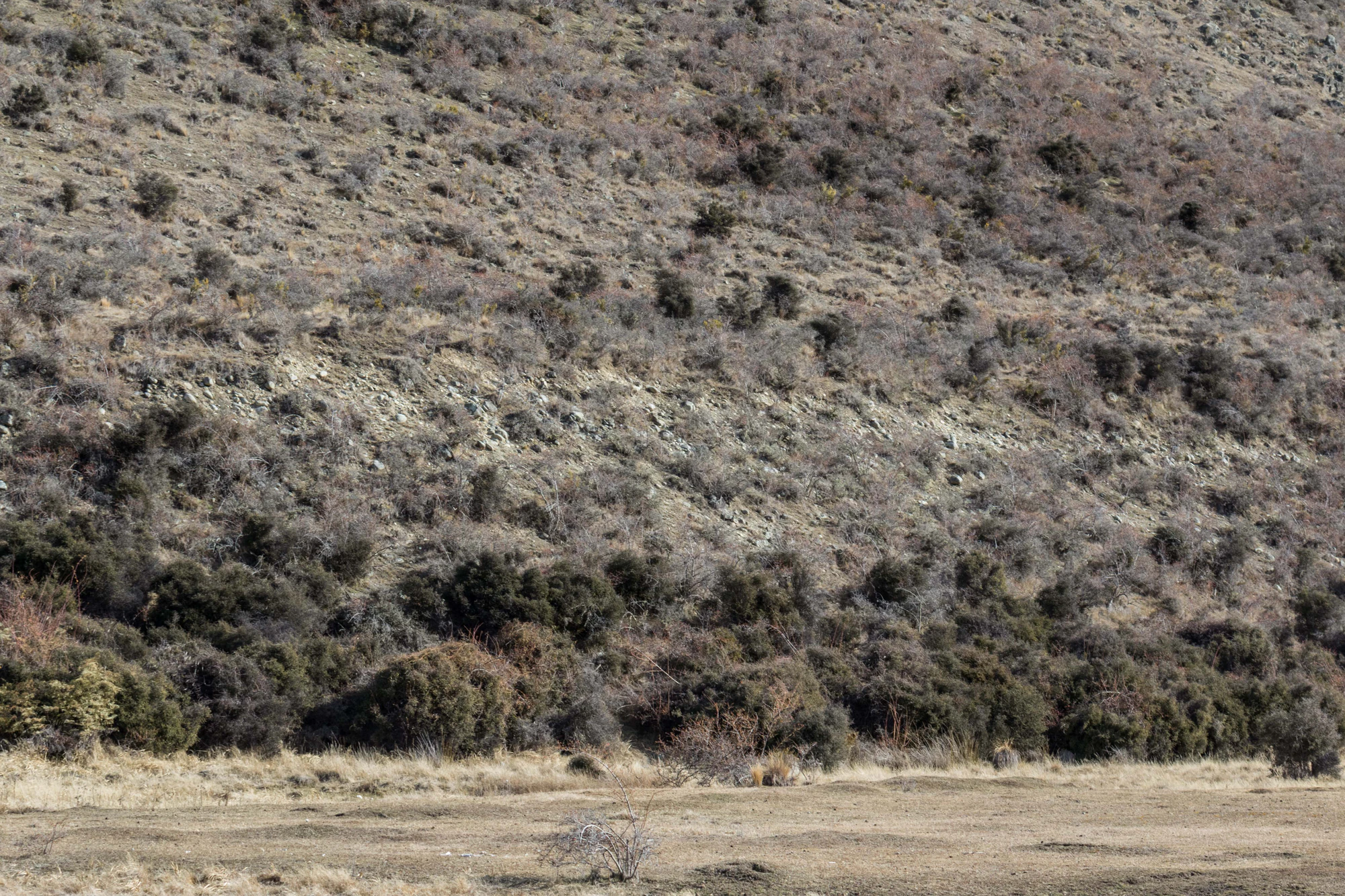 bald brown hills 025 — Download