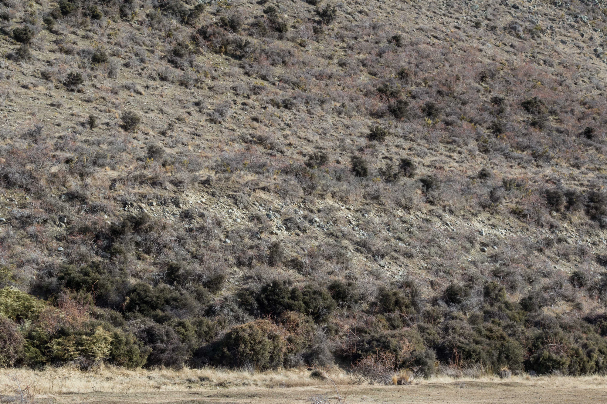 bald brown hills 026 — Descargar