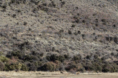 bald brown hills 026 — Descargar