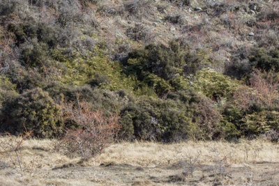 bald brown hills 027 — Descargar