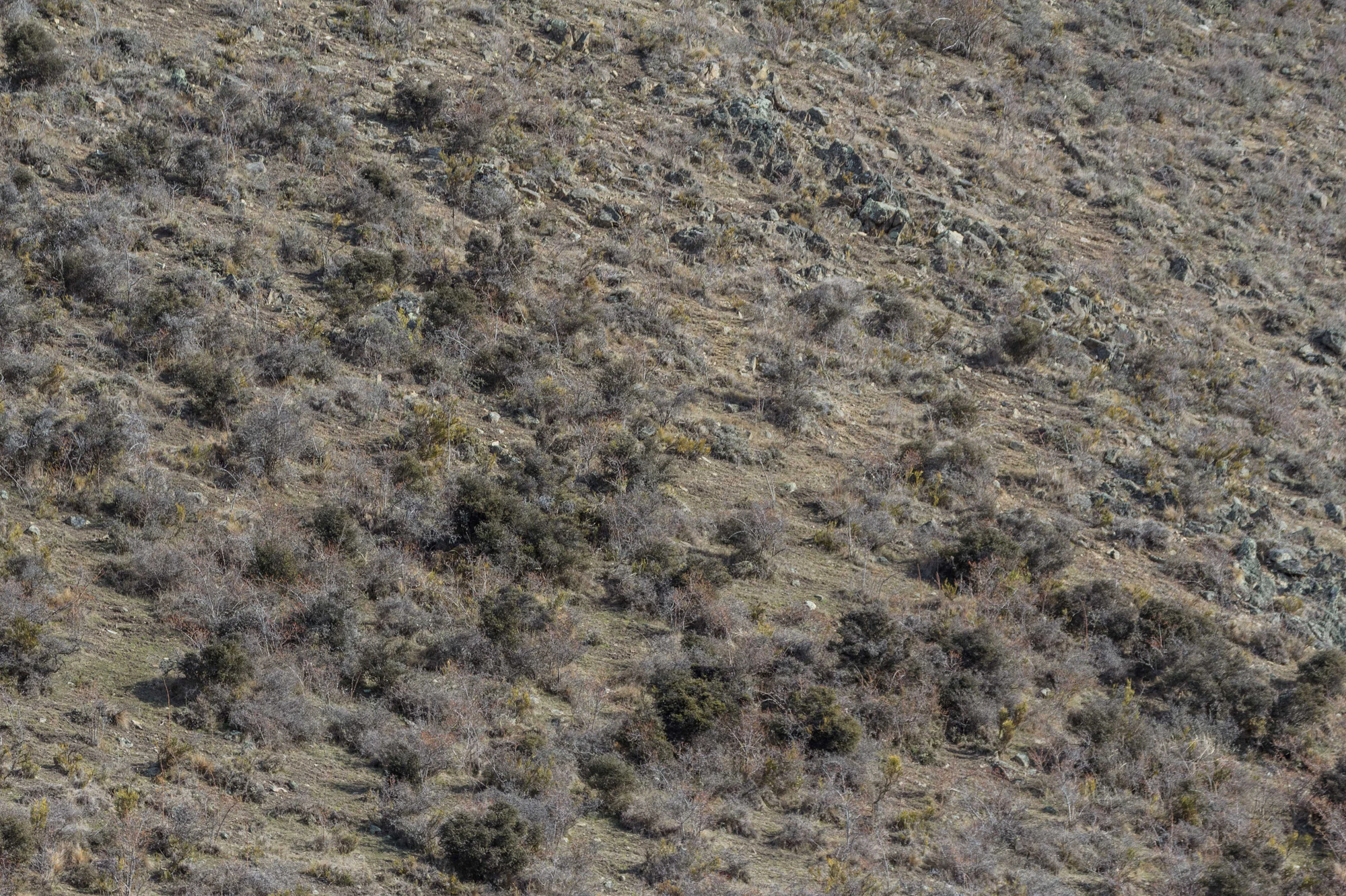 bald brown hills 029 — Скачать