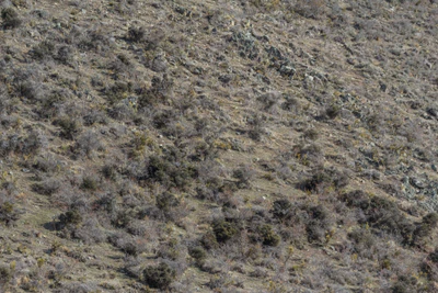 bald brown hills 029 — Скачать