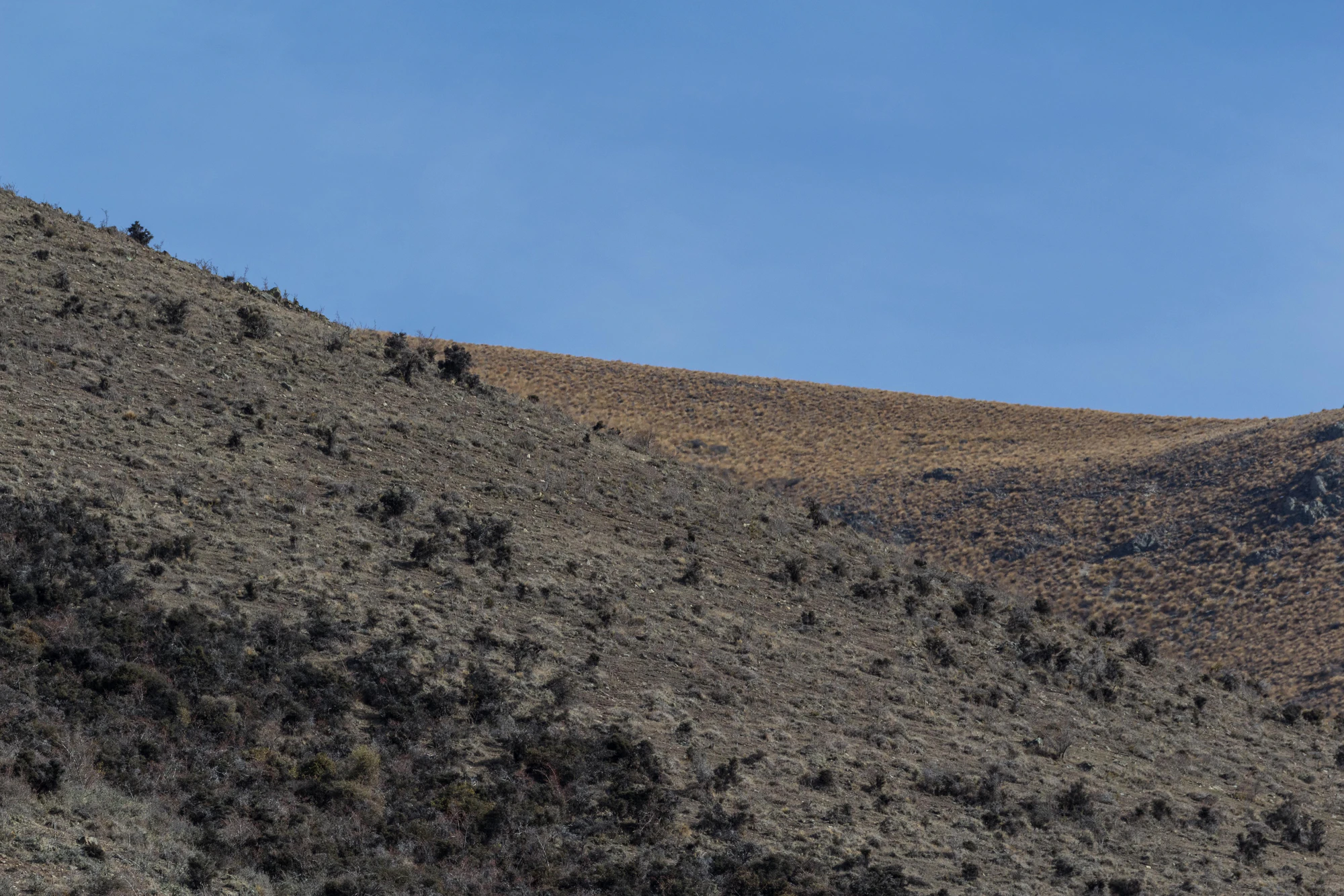 bald brown hills 030 — Descargar