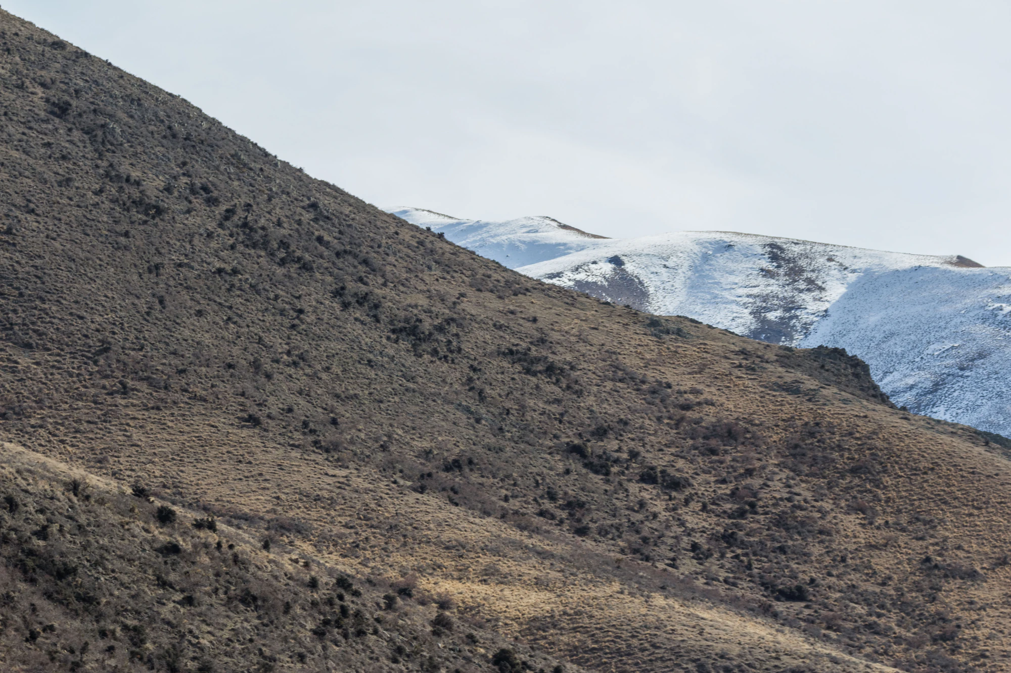 bald brown hills 033 — Скачать