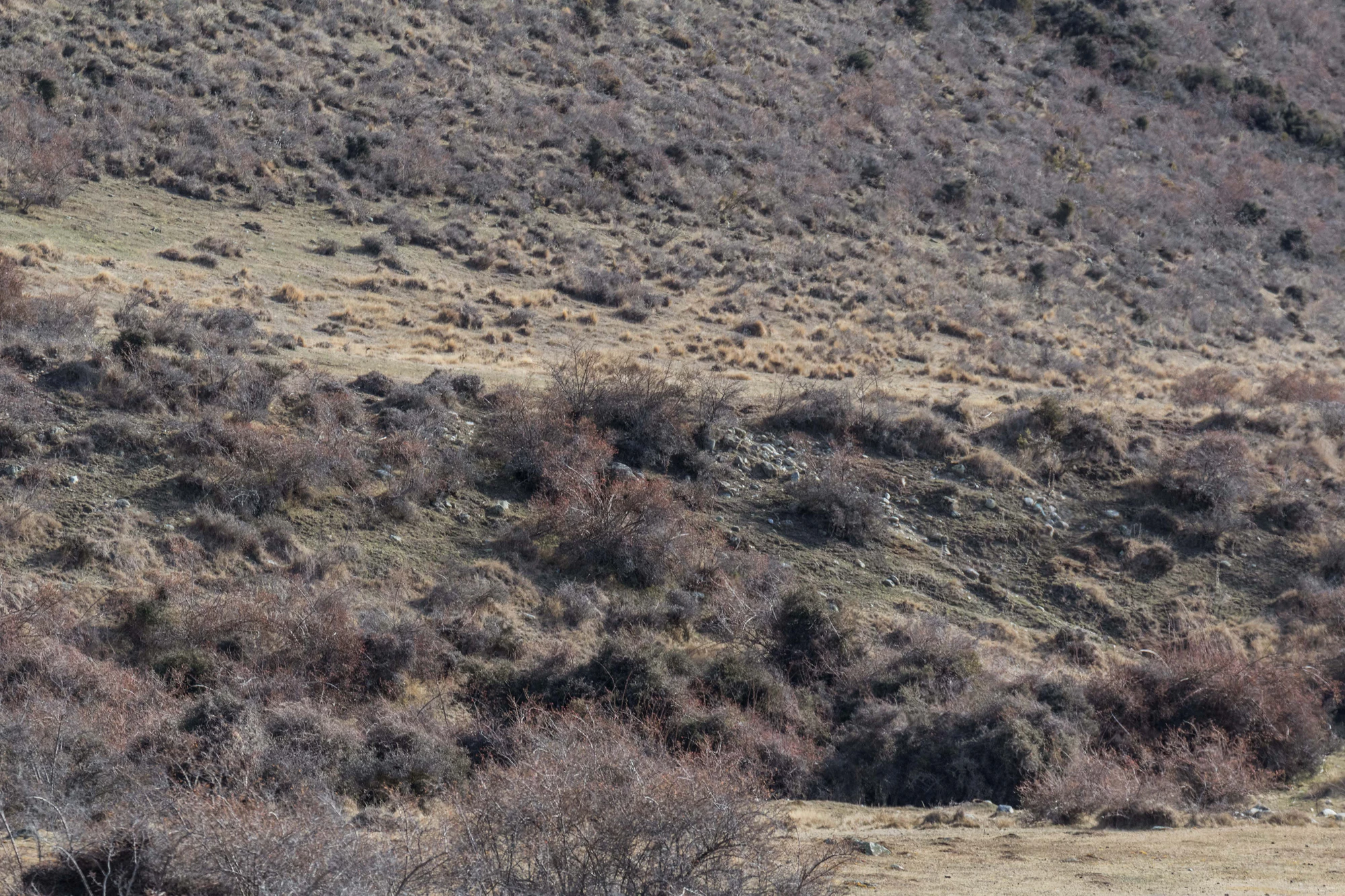 bald brown hills 034 — Descargar
