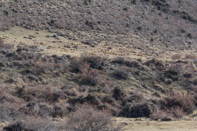 bald brown hills 034 — Descargar