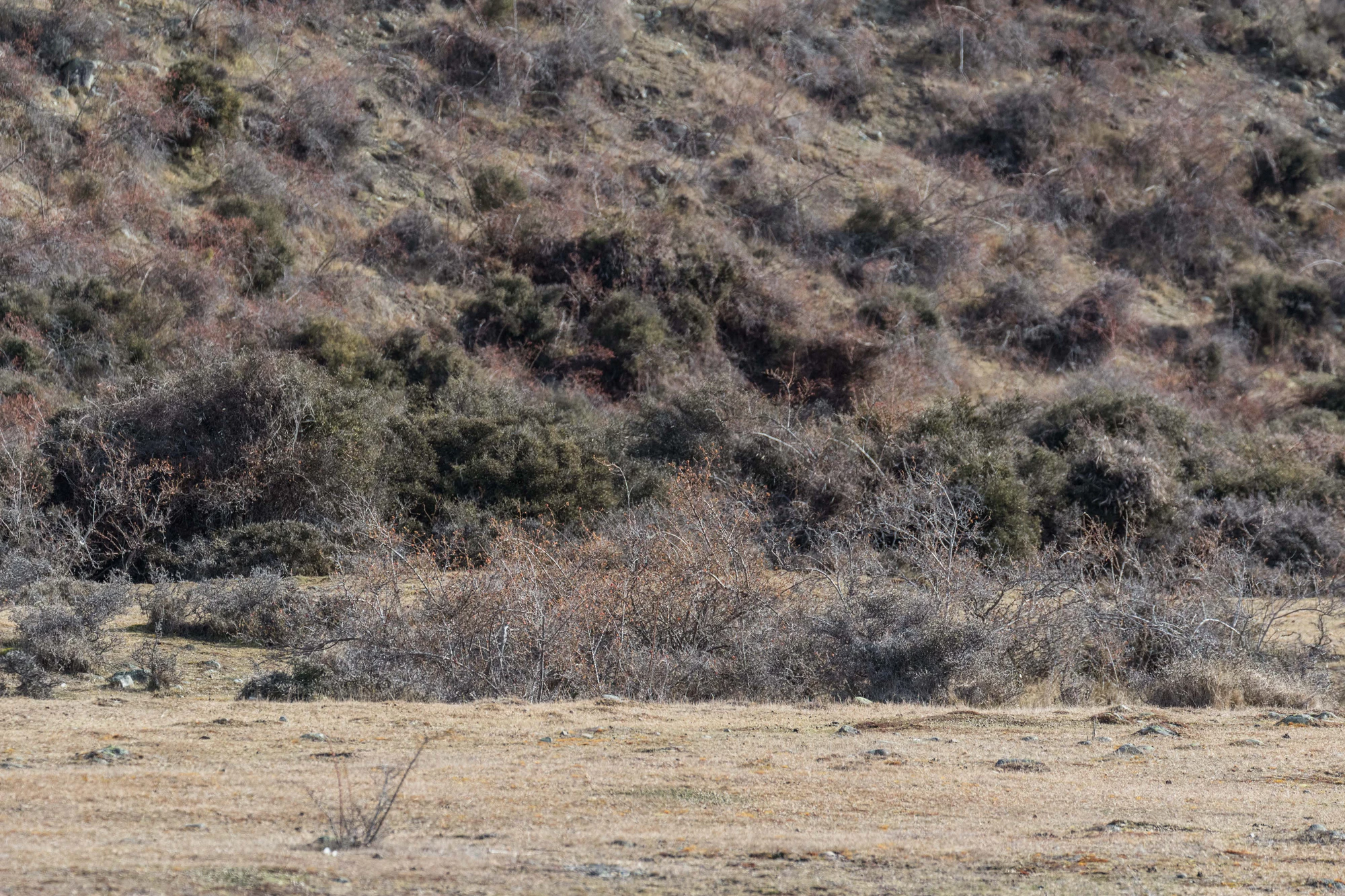 bald brown hills 035 — Descargar