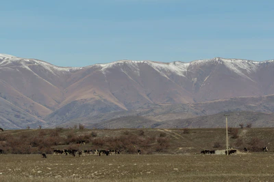 bald brown hills 041 — Descargar