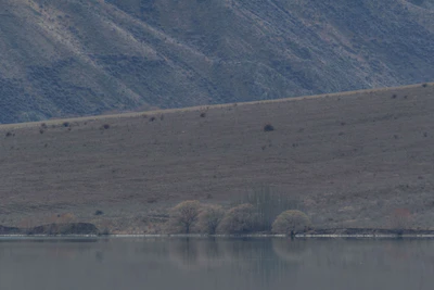 bald brown hills 104 — Скачать