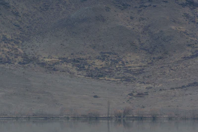 bald brown hills 107 — Скачать