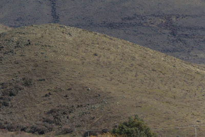 bald brown hills 123 — Скачать