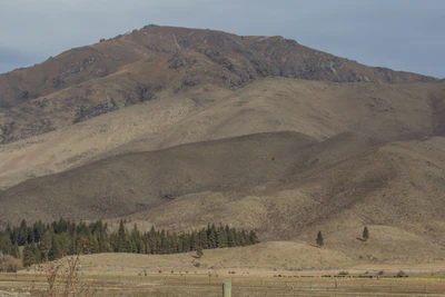 bald brown hills 126 — Скачать