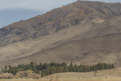 bald brown hills 130 — Descargar