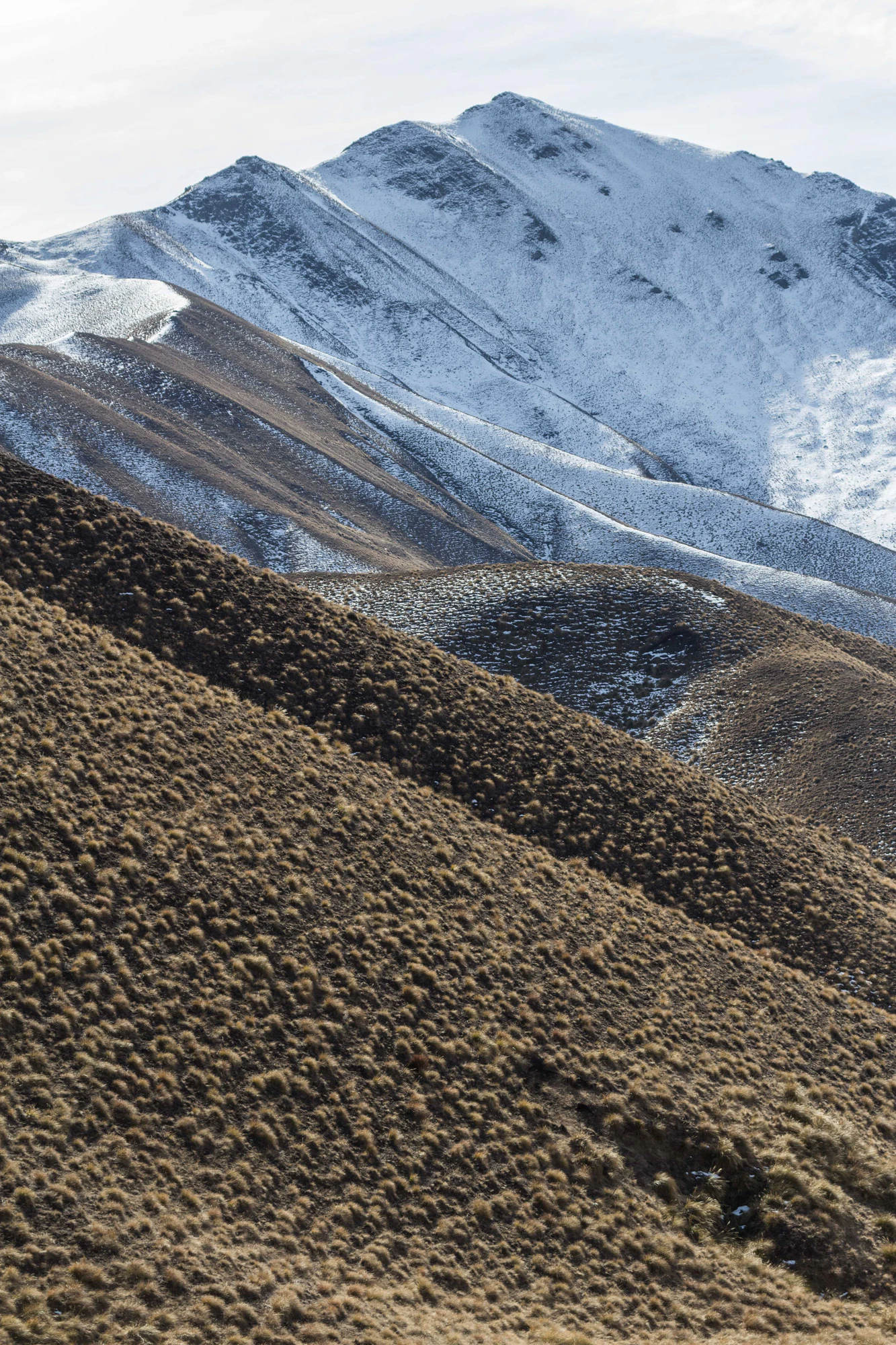 bald brown hills 147 — Descargar